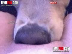 Detailed photos of a dog licking an elderly person's shaven pussy